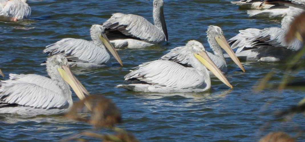 AZAP GÖLÜNDE TEPELİ PELİKAN KOLONİSİ GÖZLEMLENDİ