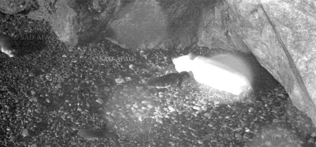 Akdeniz Foku Tür Eylem Planı Çalışması