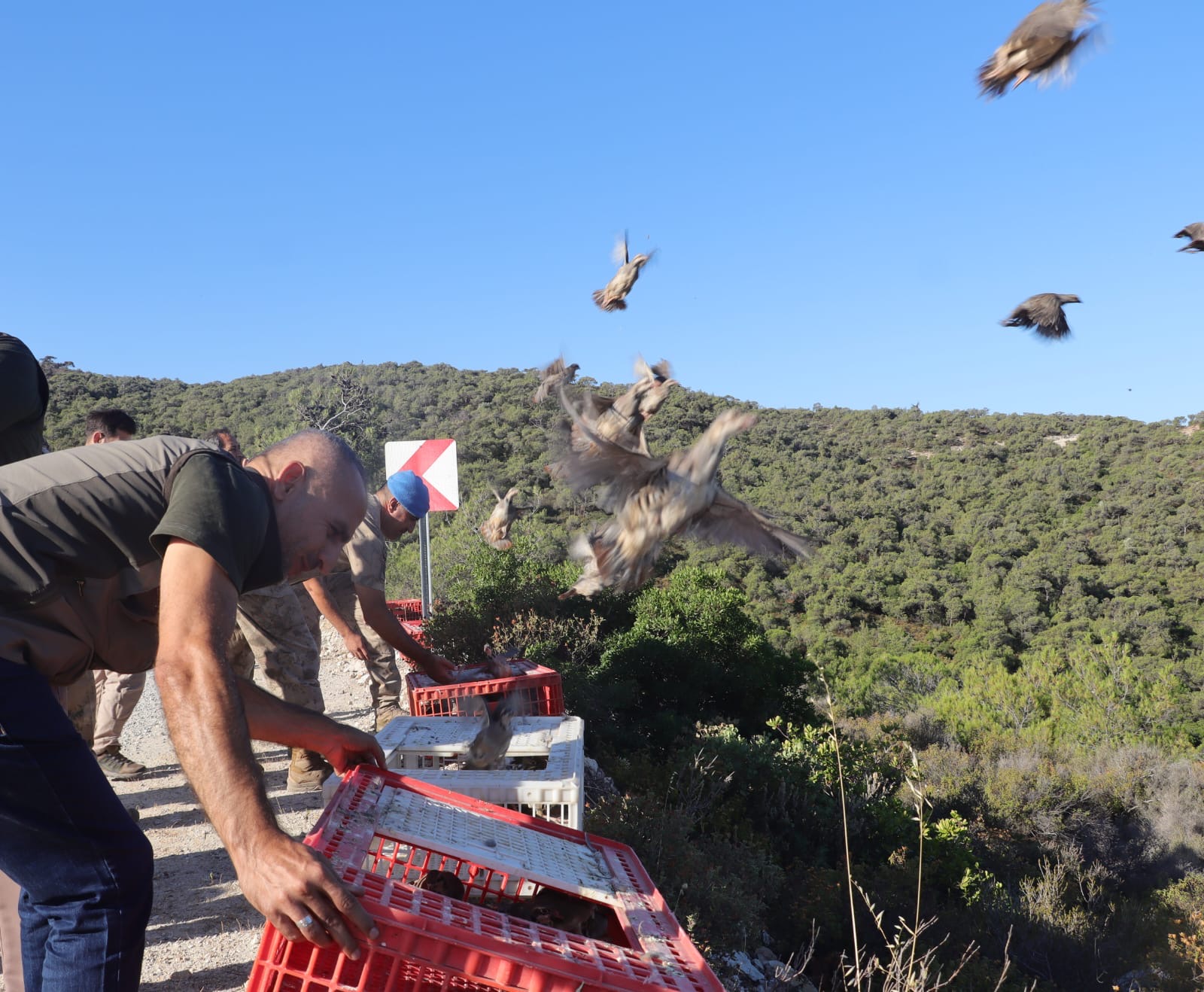 keklik foça (1).jpeg