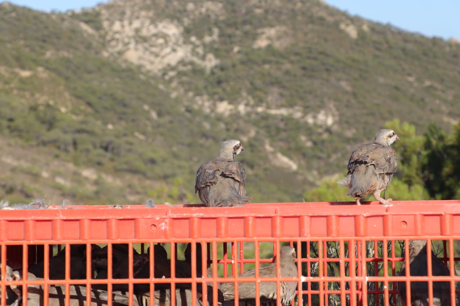 keklik foça (2).jpeg