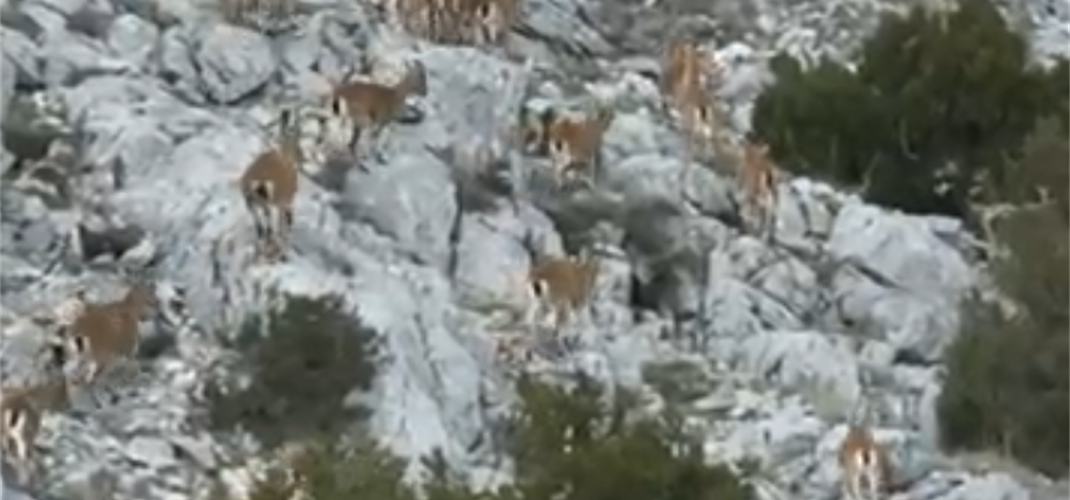 MUĞLA İLİNİN YABAN KEÇİLERİ TERMAL KAMERALI DRONE İLE GÖRÜNTÜLENDİ!