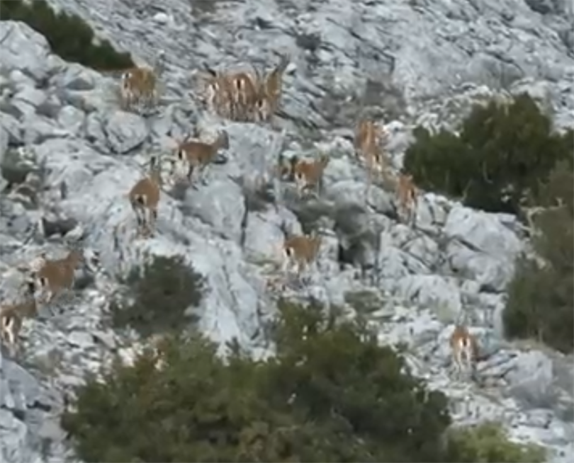 MUĞLA İLİNİN YABAN KEÇİLERİ TERMAL KAMERALI DRONE İLE GÖRÜNTÜLENDİ!